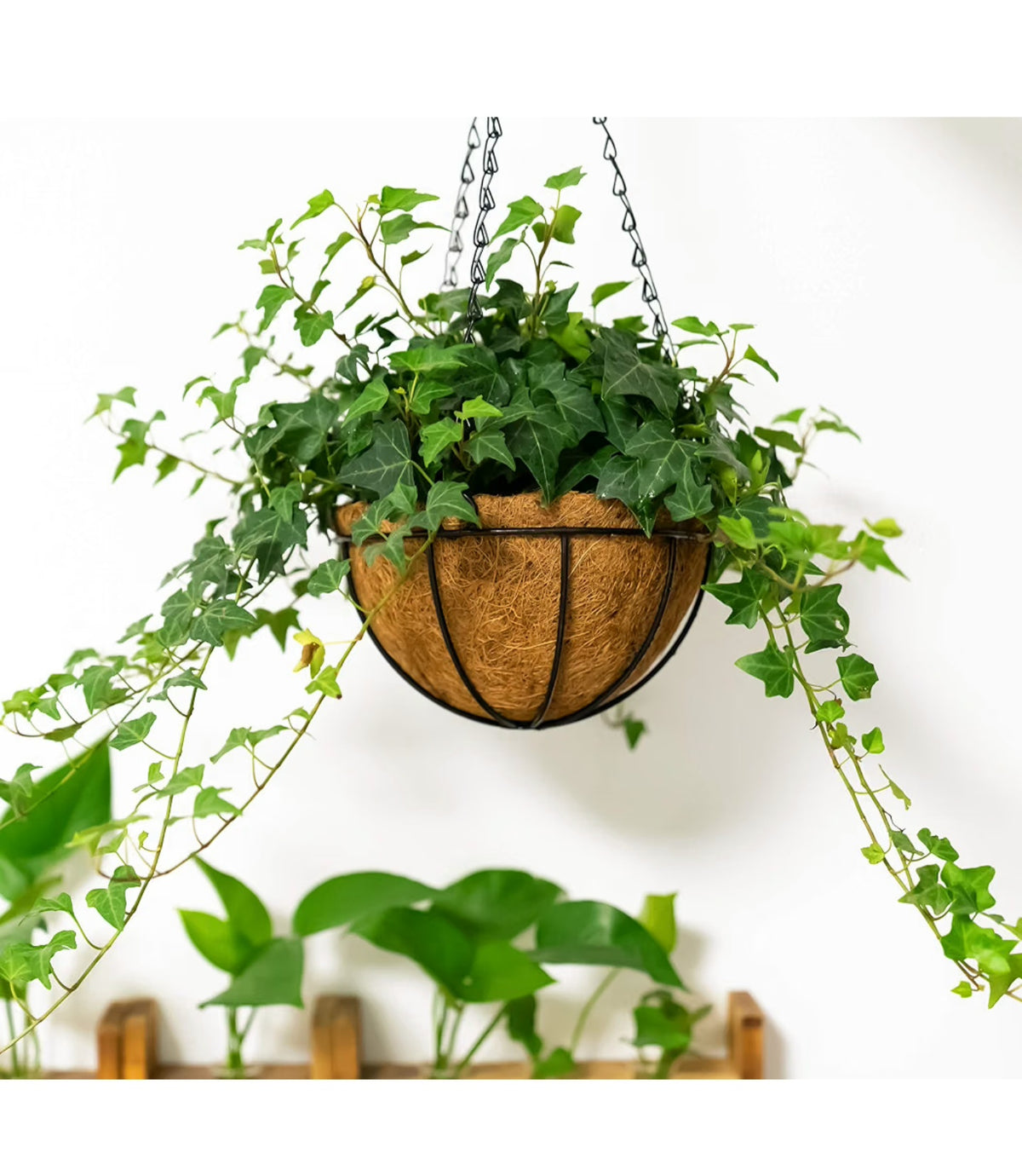 Hanging Baskets (2) 2